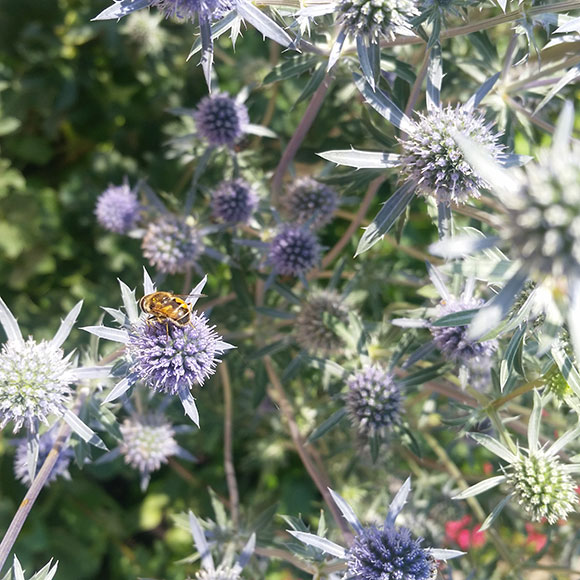 PHOTO: syrphid fly on a eryngo flower