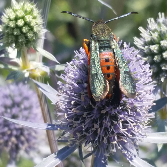 PHOTO: Picture of the moth perched on an eryngo flower head.