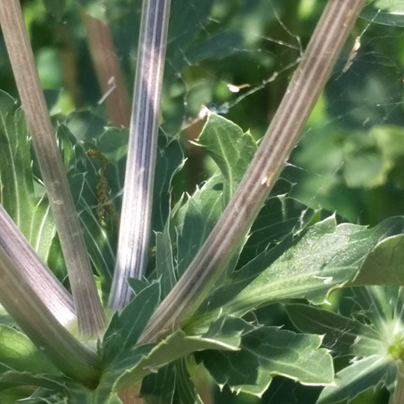 PHOTO: Spider web that was underneath the flowers.