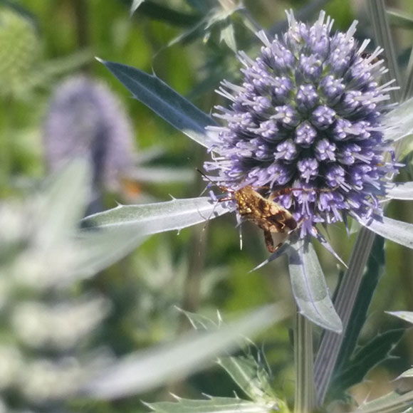 PHOTO: an assassin bug hangs out at the bottom of the flower, probably about to catch another insect.