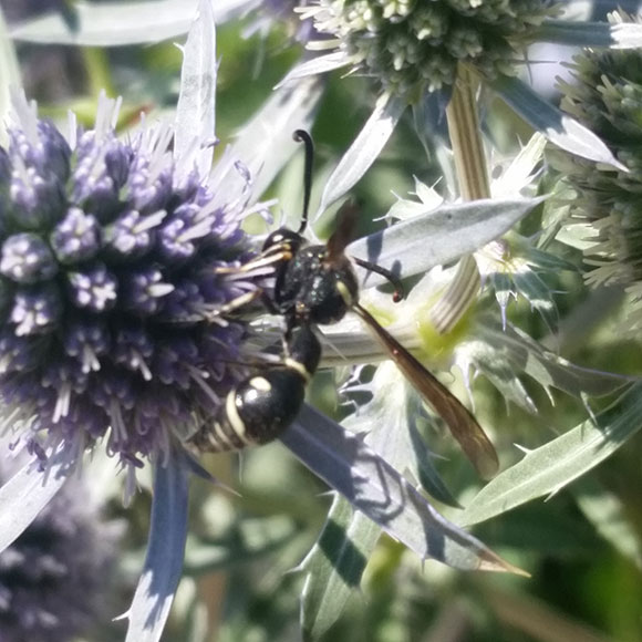 PHOTO: wasp perched on a eryngo flower.