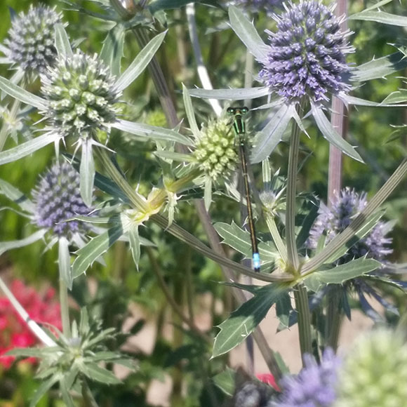 PHOTO: bronze and blue damselfly perched on an Eryngo flower.