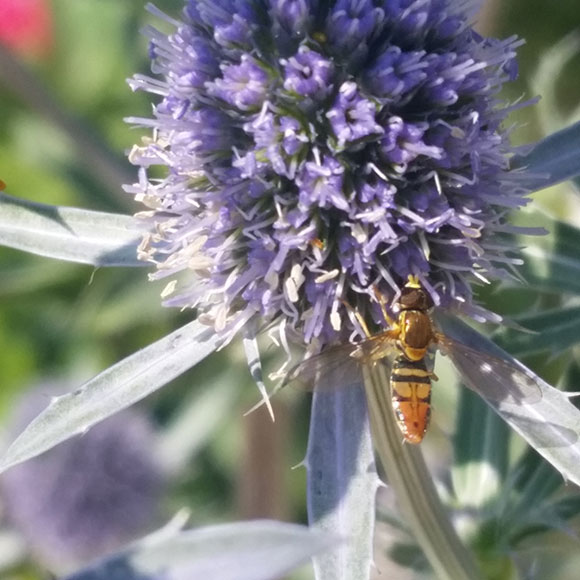 PHOTO: flower fly hovers next to the flower head.