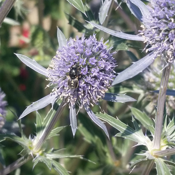 PHOTO: small black fly on a eryngo flower.