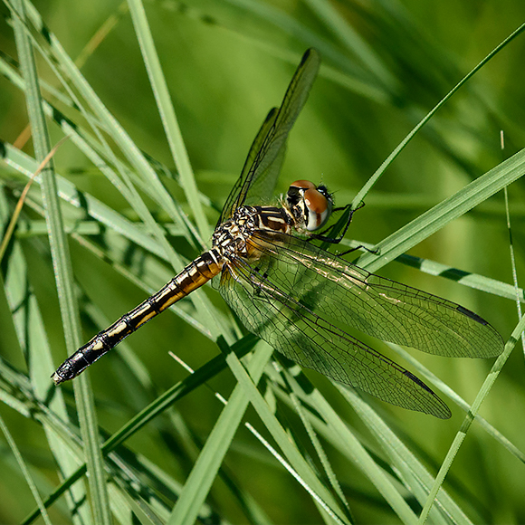 Female Blue Dasher Dragonfly