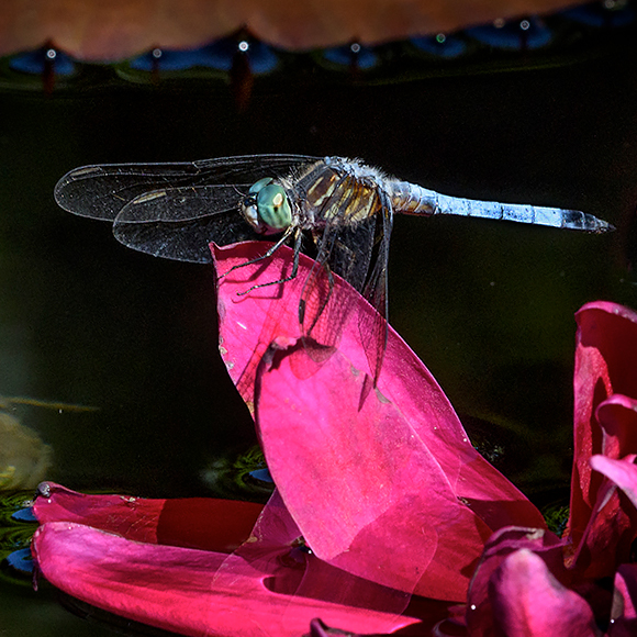 Male Blue Dasher