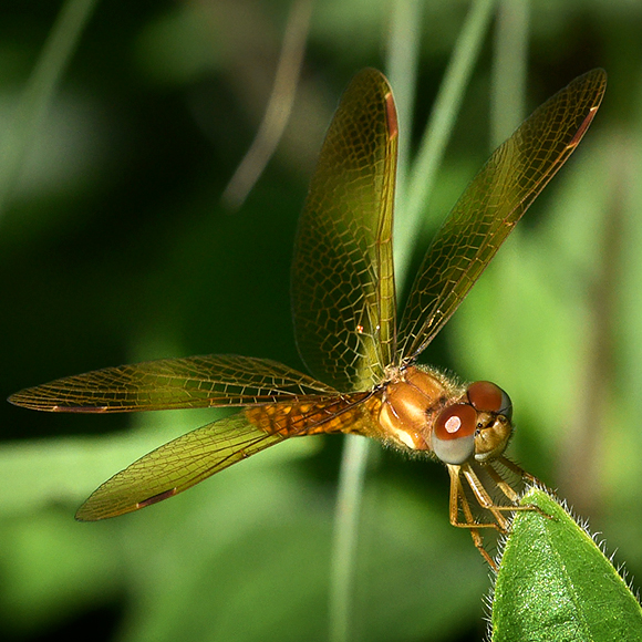 Eastern Amberwing