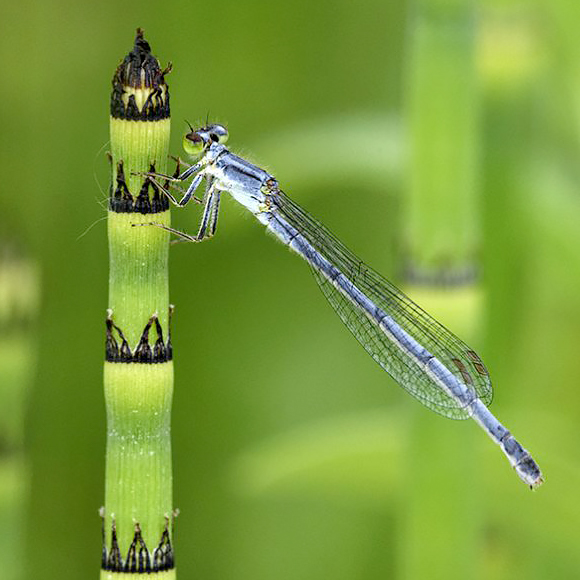 Eastern Forktail Damselfly