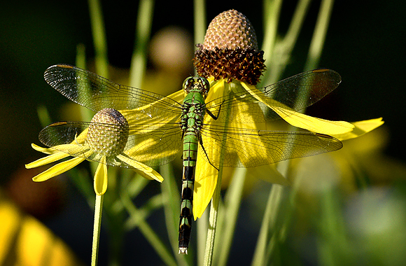 Female Eastern Pondhawk