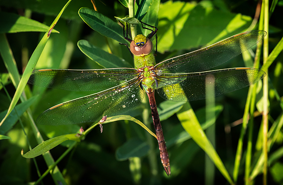 Green Darner