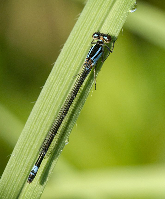 Skimming Bluet Damselfly