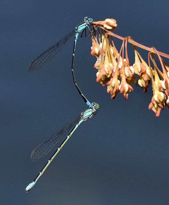 Slender Bluet Damselflies