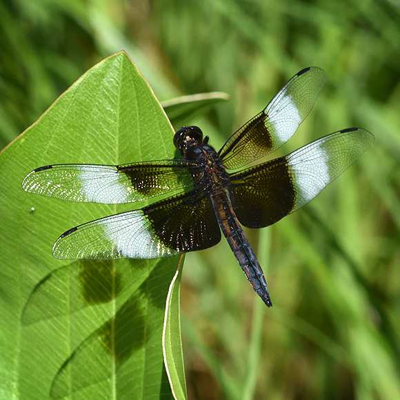 Widow Skimmer