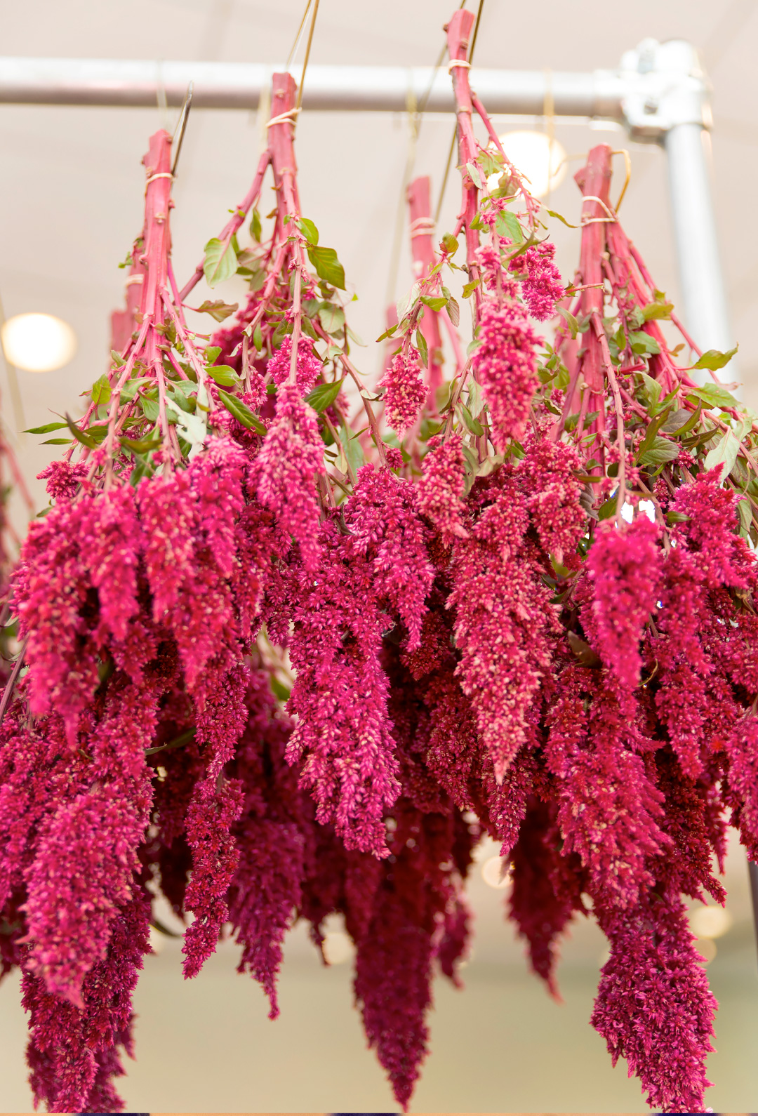 Amaranth