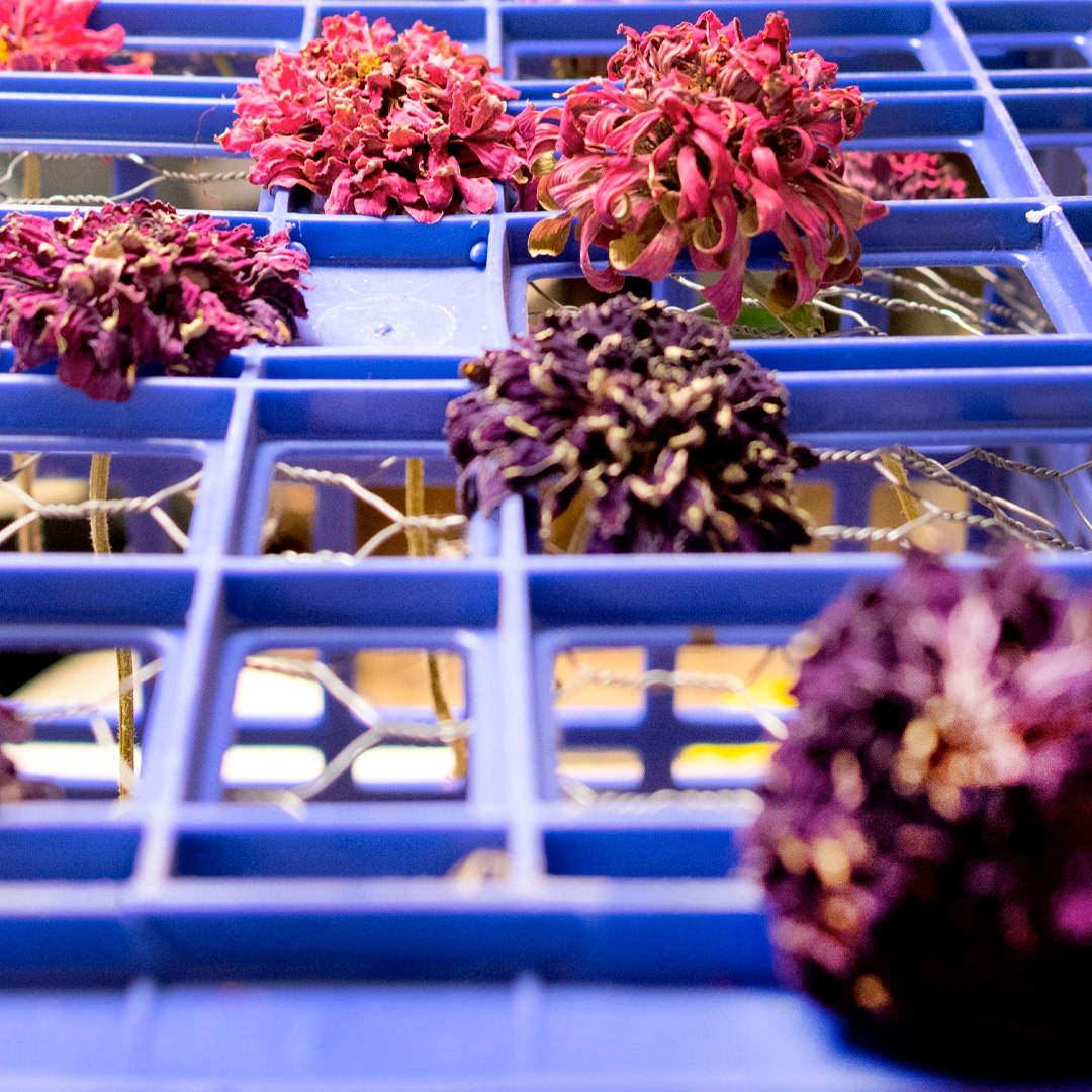 Storing Dried Flowers