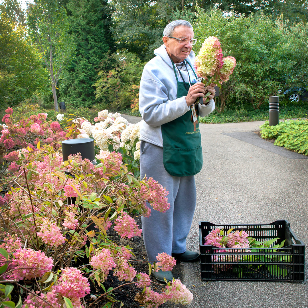 Drying Flowers