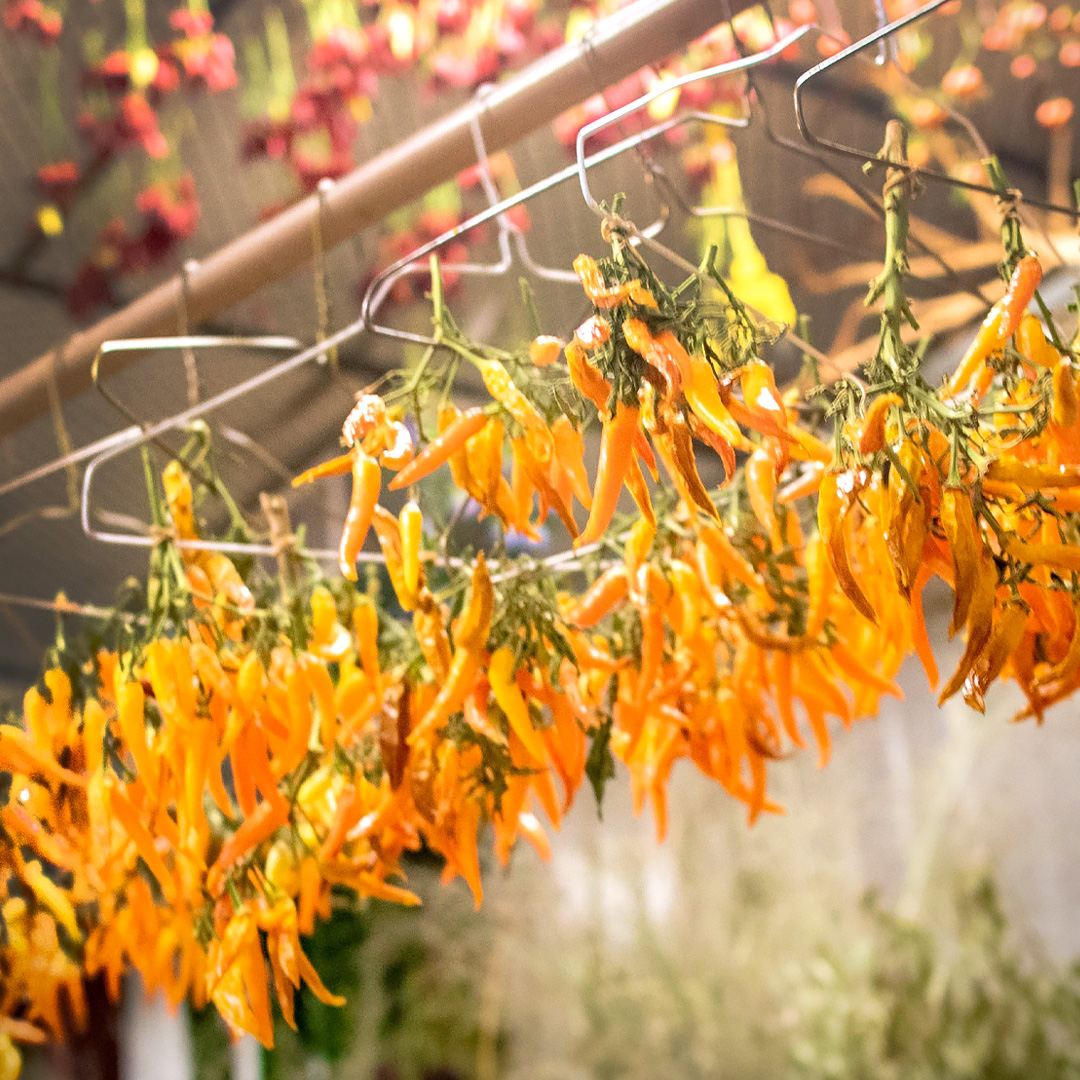 Drying Flowers