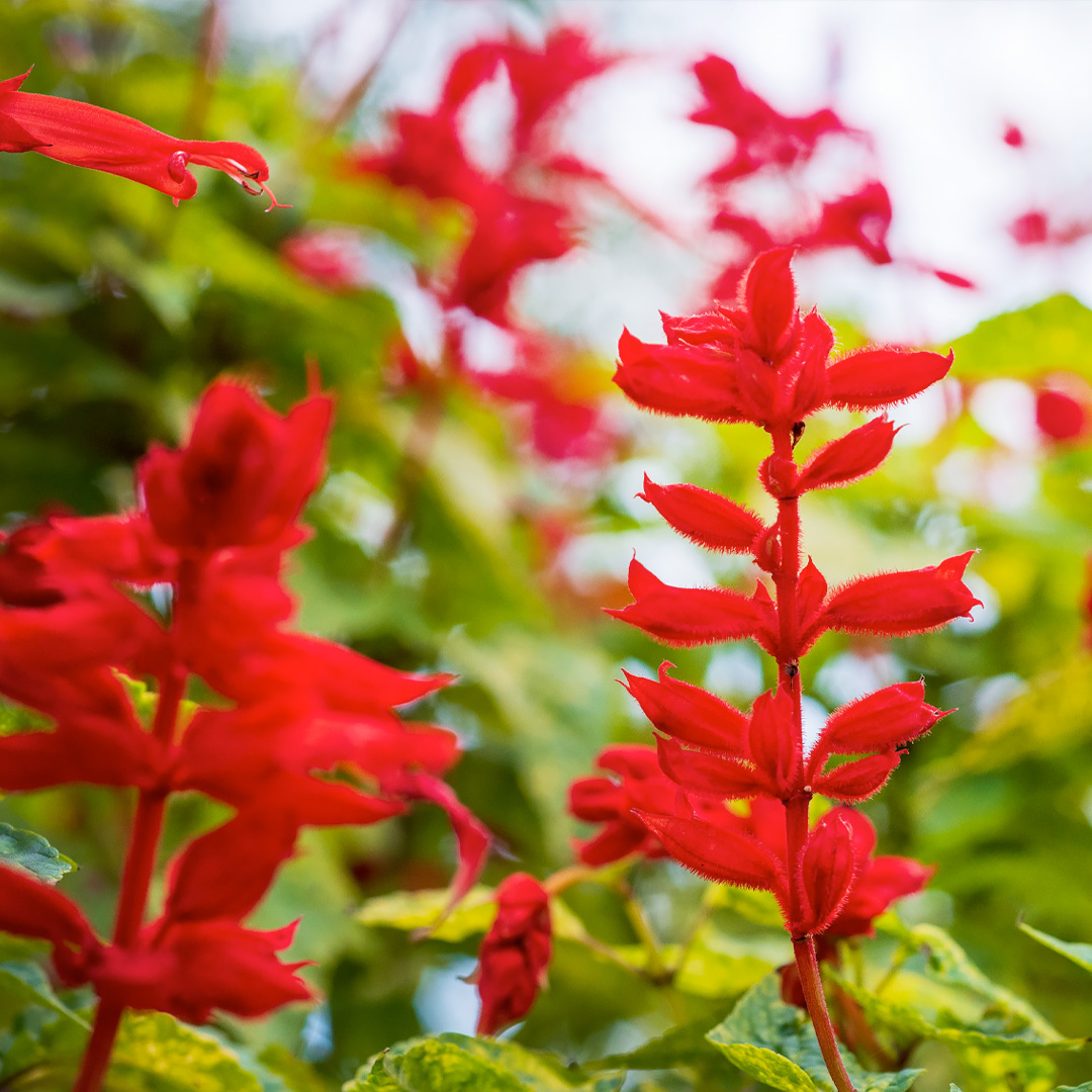 How to dry flowers, from A to Z