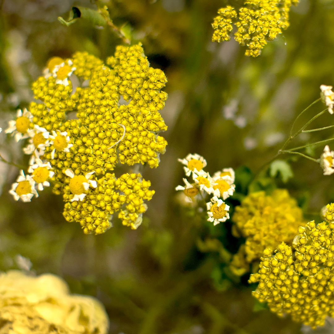 Yarrow