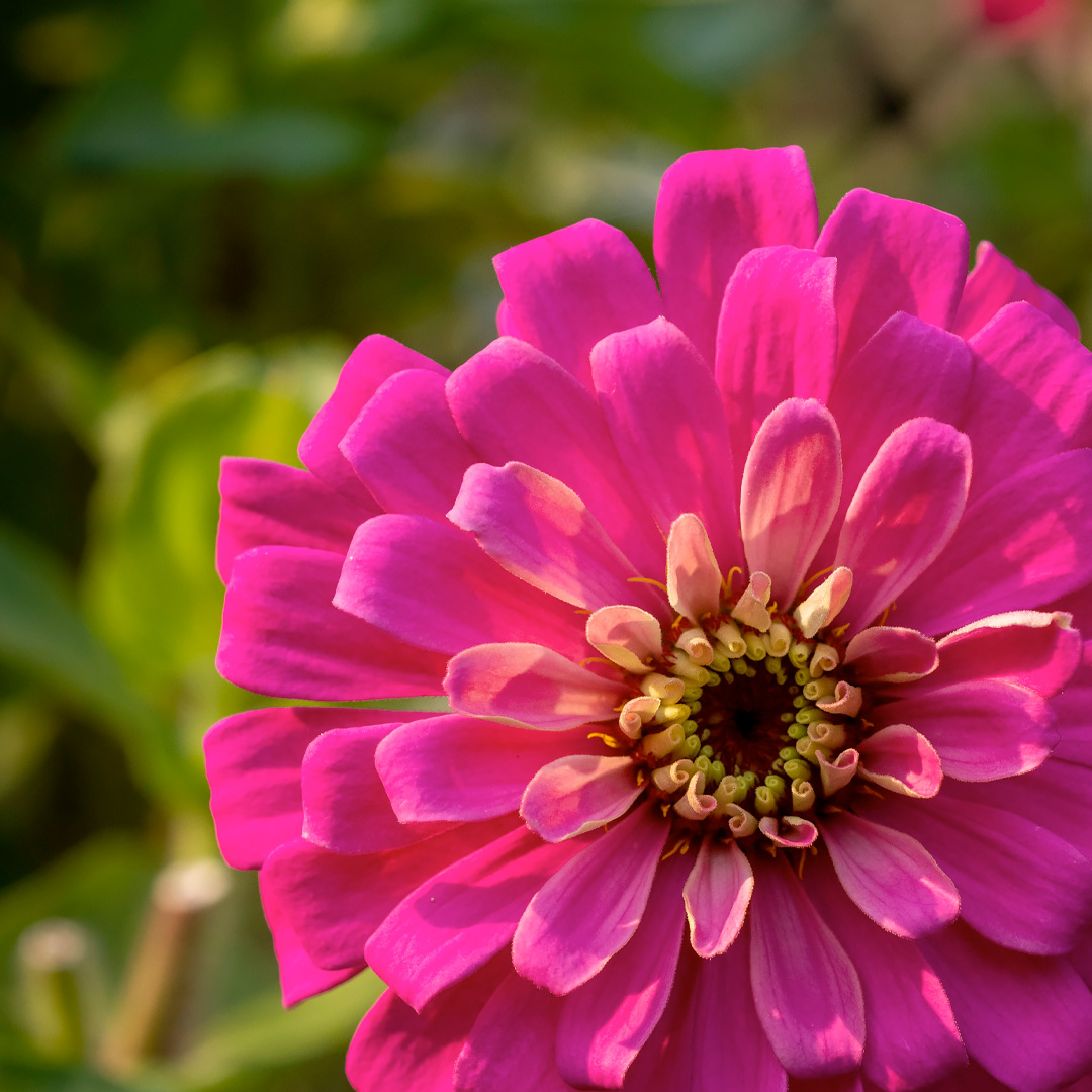 Zinnia