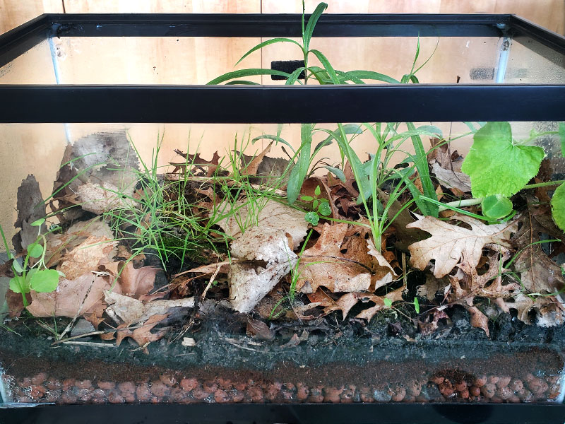 Earth Day Terrarrium - Beginning Growth