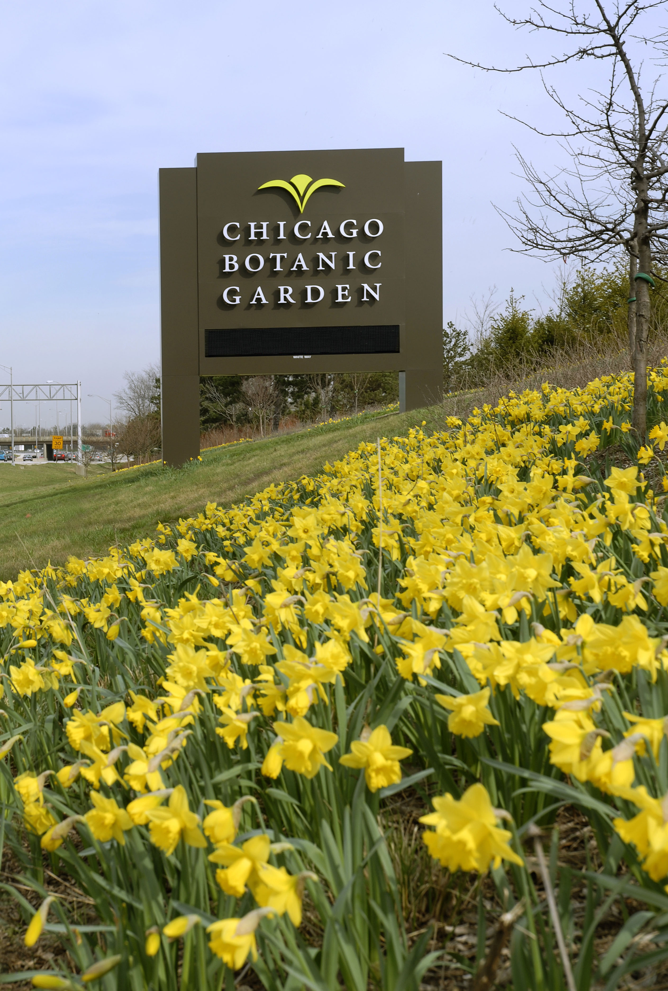 Daffodils  Chicago Botanic Garden