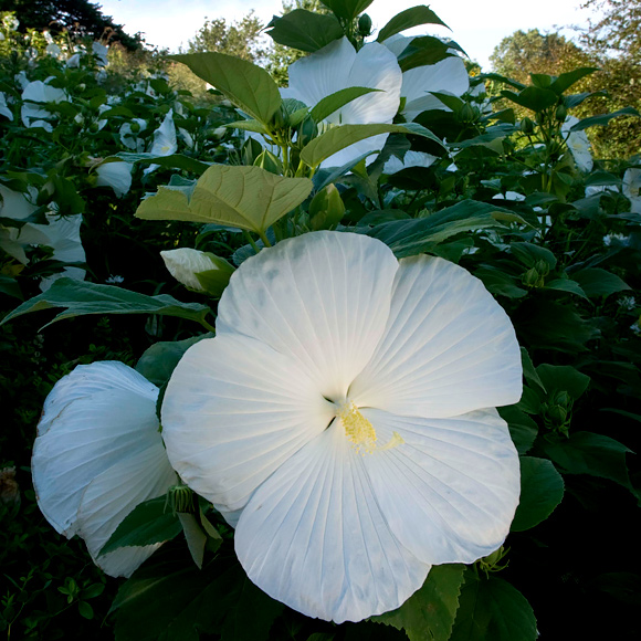 hibiscus moscheutos 'Blue River II'