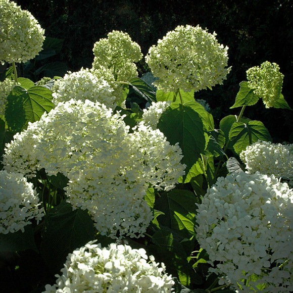 hydrangea arborescens