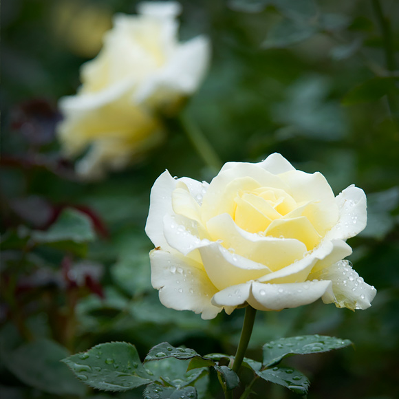 rosa 'Dicjana'