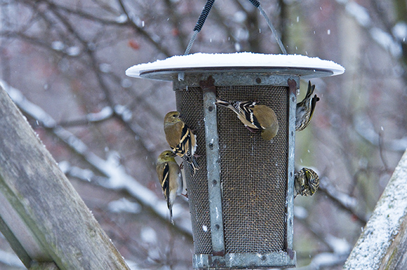 American goldfinches (Spinus tristis) in winter plumage