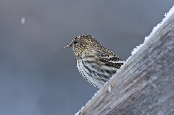 Pine siskin (Spinus pinus)