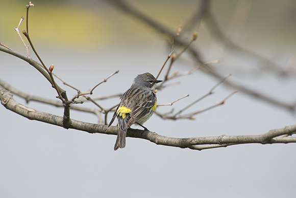 Yellow-rumped warbler (Setophaga coronata)