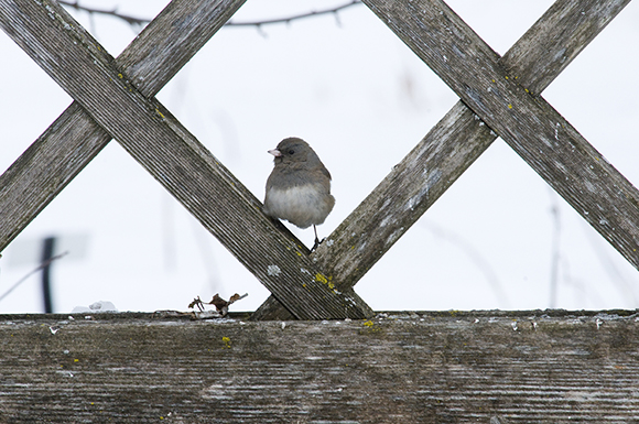 Slate-colored dark-eyed junco (Junco hyemalis)