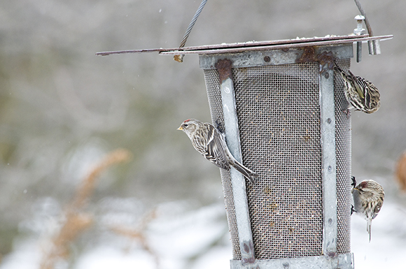 Common redpoll (Acanthis flammea)