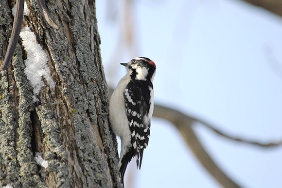Downy woodpecker (Picoides pubescens)