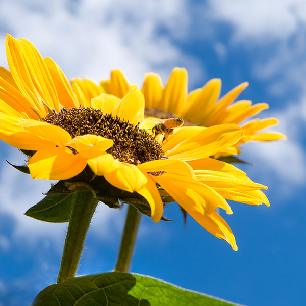 Sunflowers at the Garden