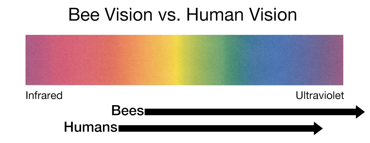 Bee Vision Chart