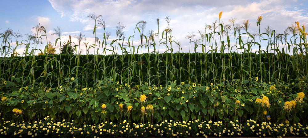 Regenstein Fruit & Vegetable Garden