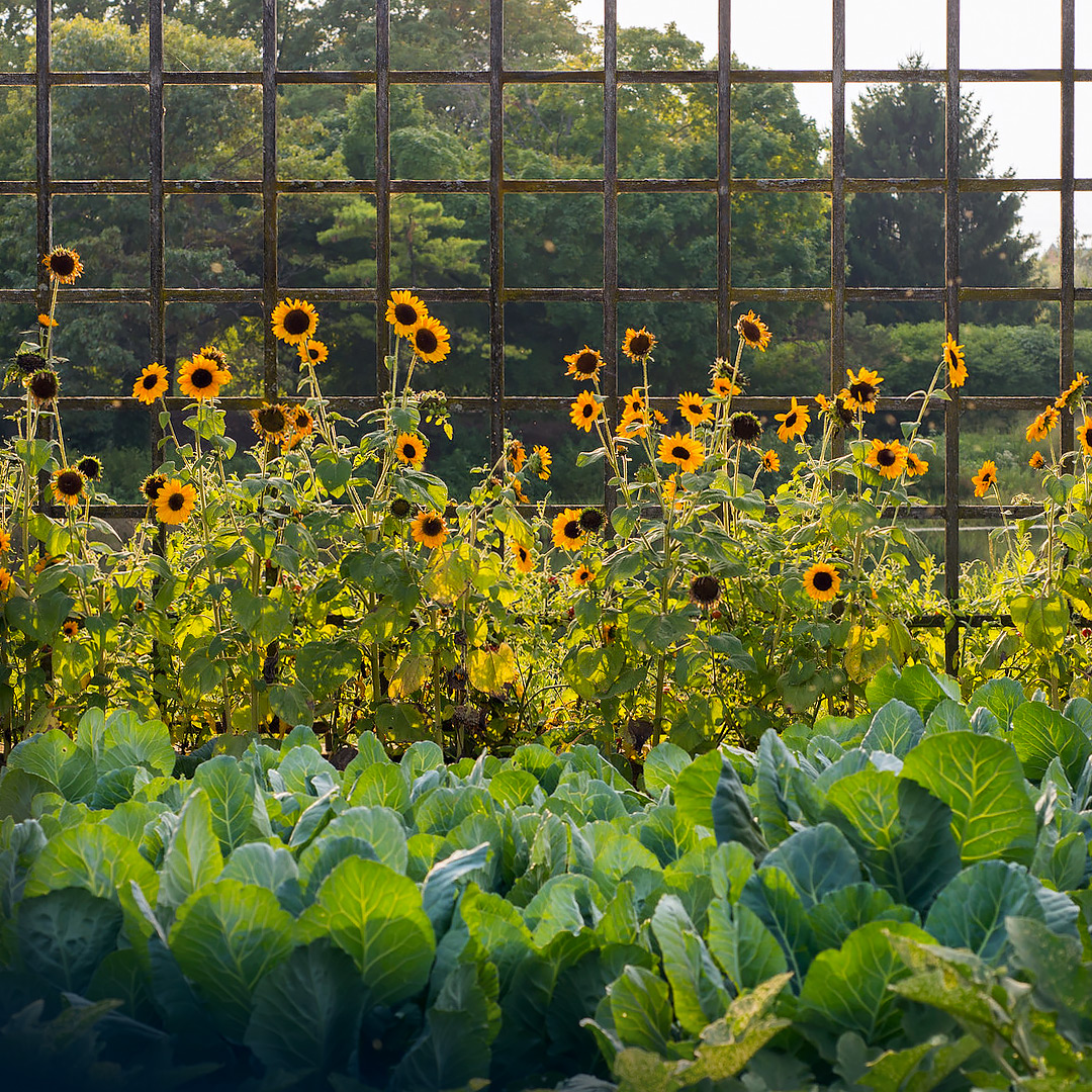 Sunflowers at the Garden