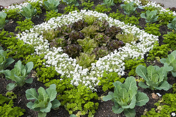 Square foot gardening