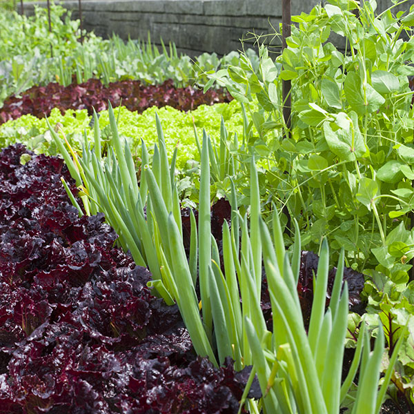 Fruit and Vegetable garden