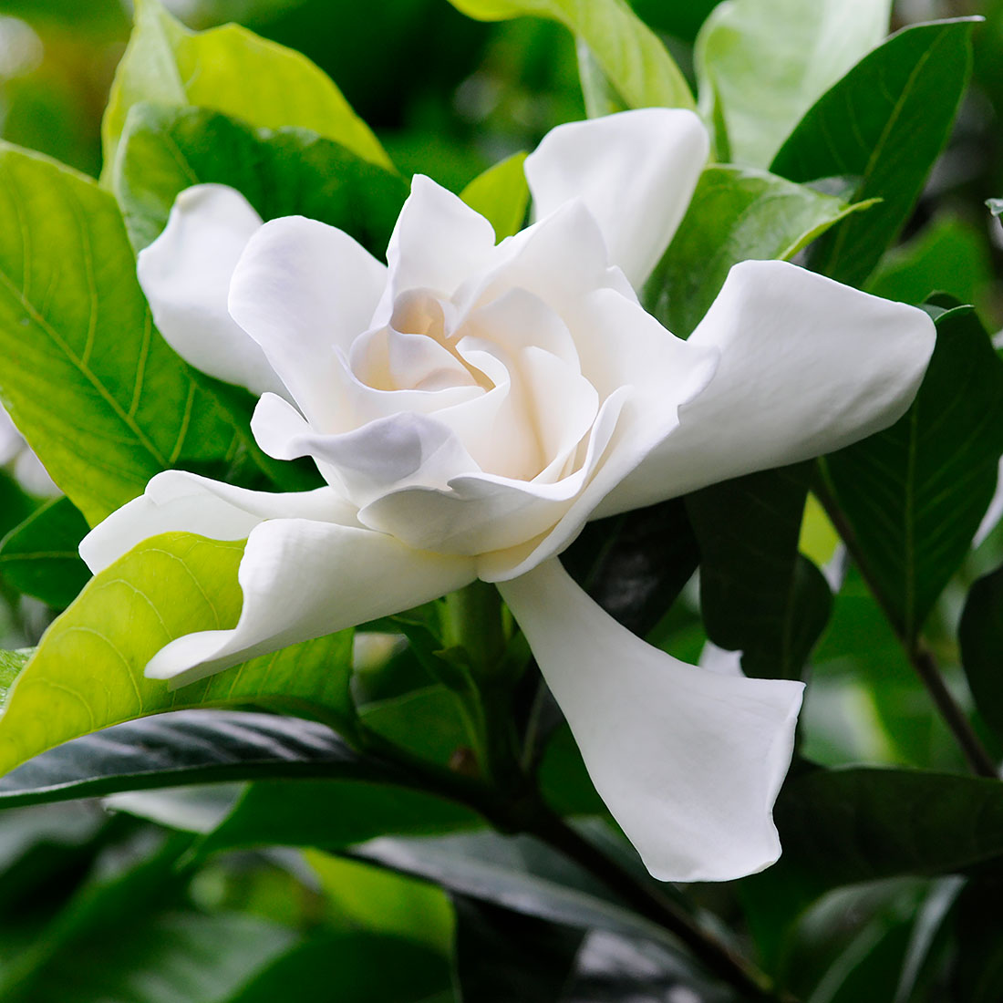 Gardenia