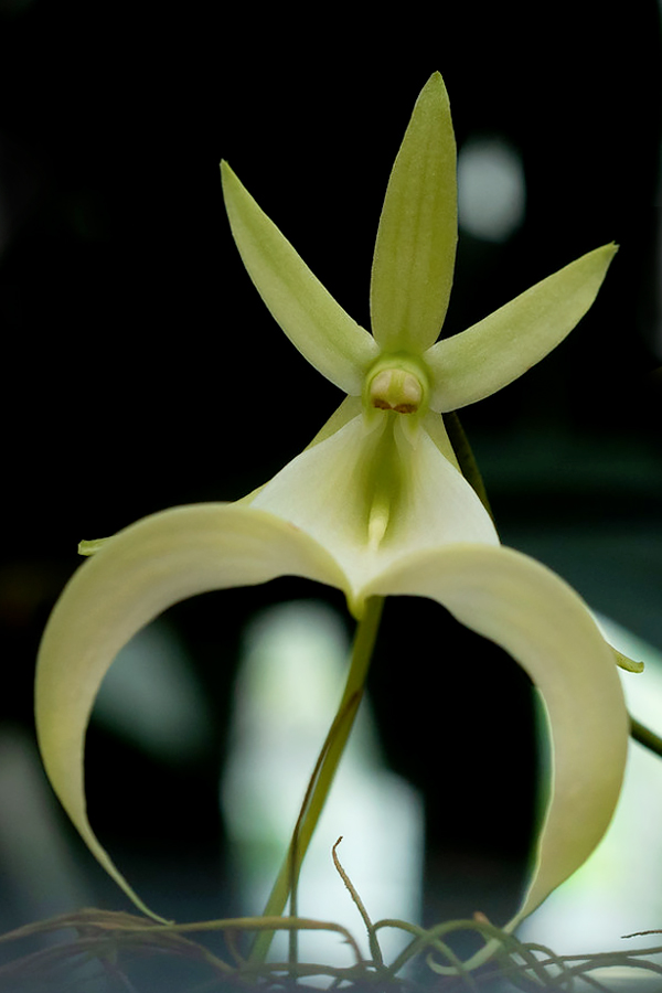 Ghost Orchid