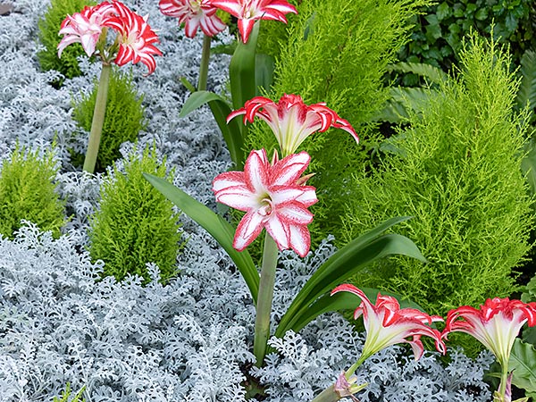 Plants make great gifts