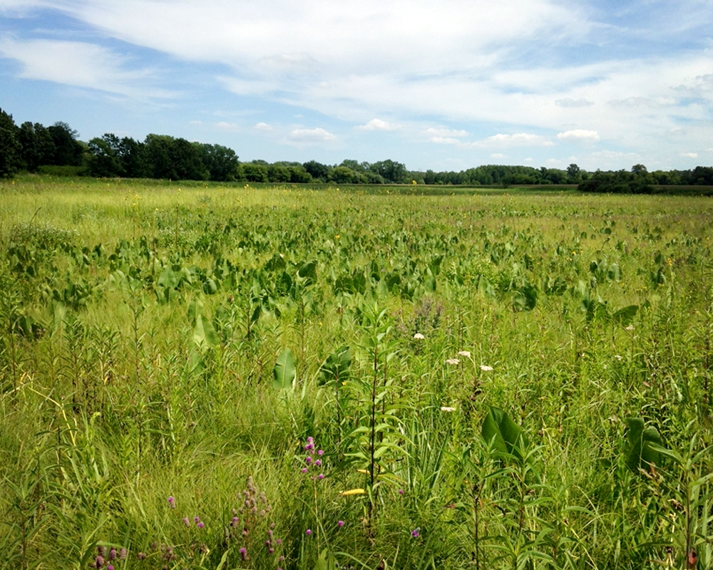 Graminoids in a prairie