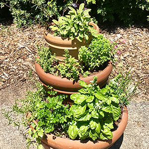 Lisa Hilgenberg's towering herb container. 