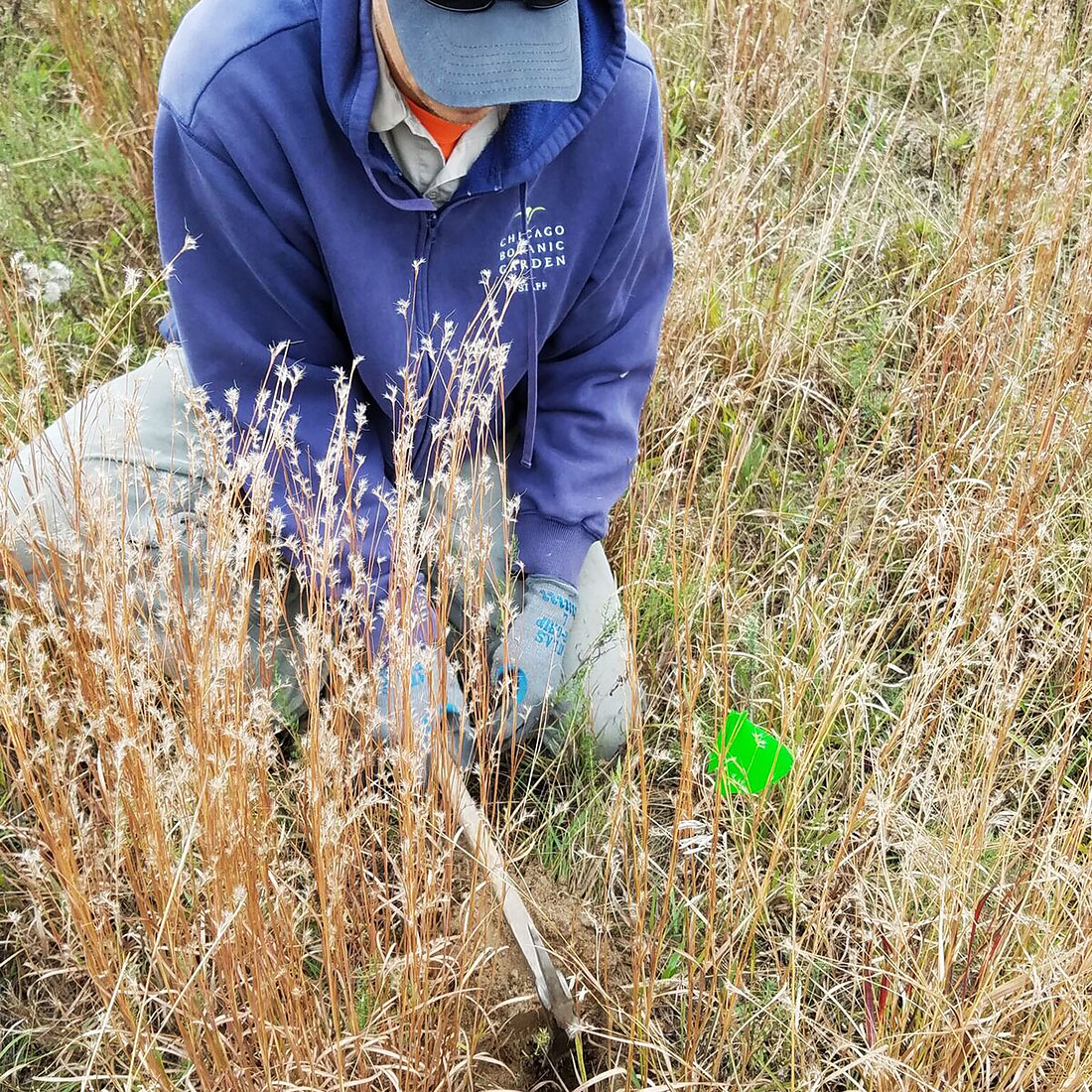 planted thistles