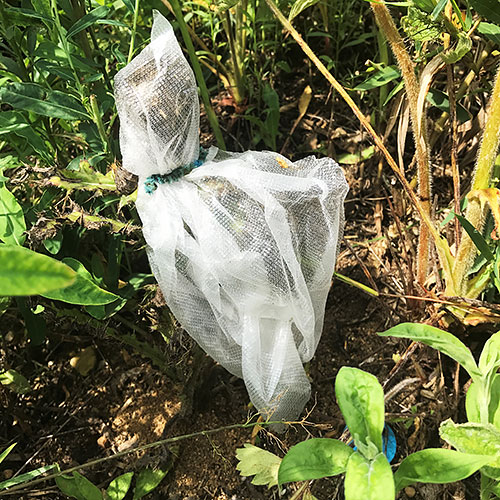 Bagged thistle plant