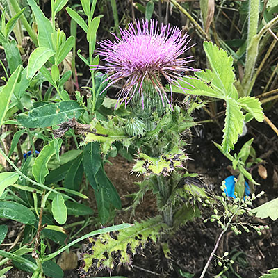 planted thistles