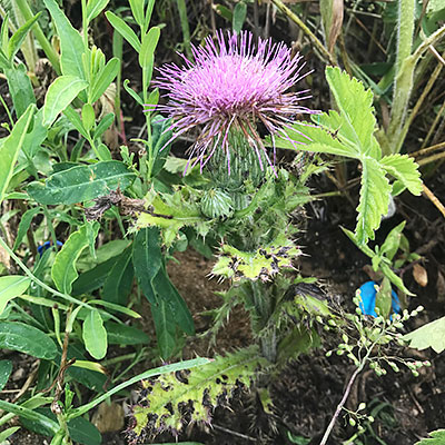 planted thistles
